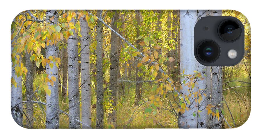 Birch Trees iPhone 14 Case featuring the photograph Birch Forest by Bonnie Bruno