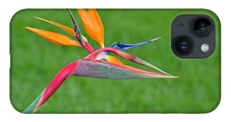 Bird Of Paradise iPhone 14 Case featuring the photograph Bird of Paradise by Carolyn Mickulas
