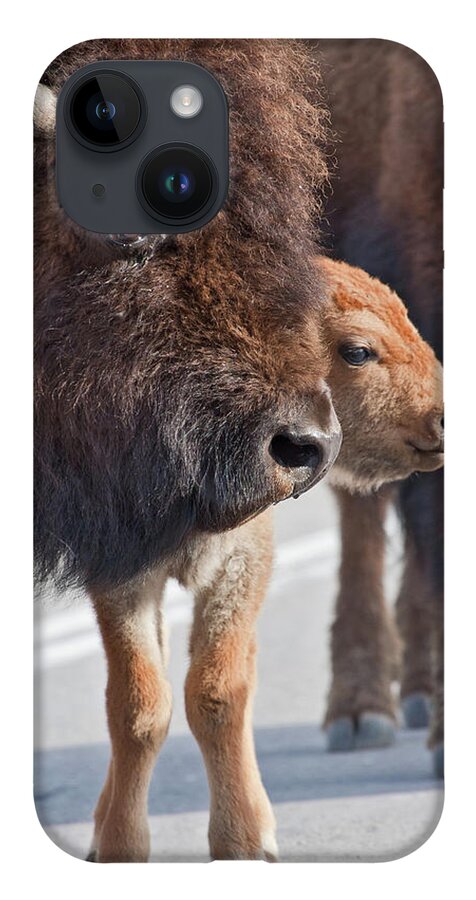 Buffalo iPhone 14 Case featuring the photograph Bison Family by Wesley Aston