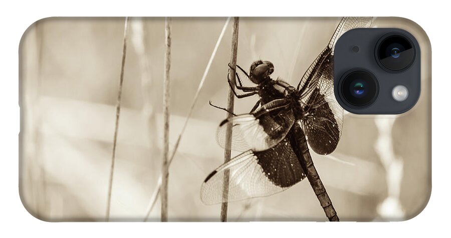 Casper Bluff Land And Water Preserve iPhone 14 Case featuring the photograph Black and White of Widow Skimmer Dragonfly by Joni Eskridge