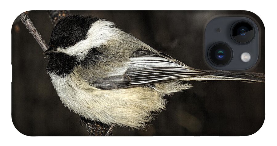 Bird iPhone 14 Case featuring the photograph Black-Capped Chickadee by Fred Denner
