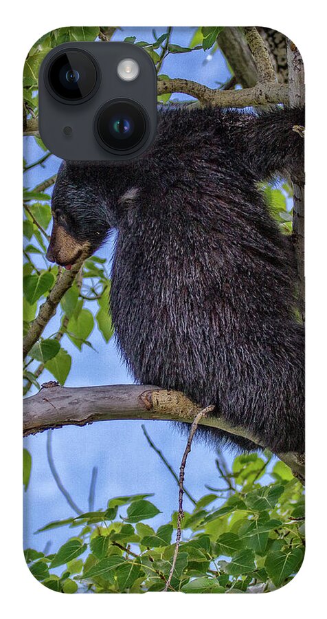 Alberta iPhone 14 Case featuring the photograph Black Cub up a tree by Ronald Lutz