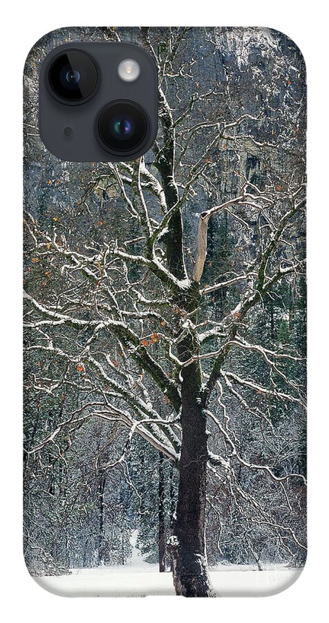 Black Oak iPhone 14 Case featuring the photograph Black Oak Quercus Kelloggii With Dusting Of Snow by Dave Welling