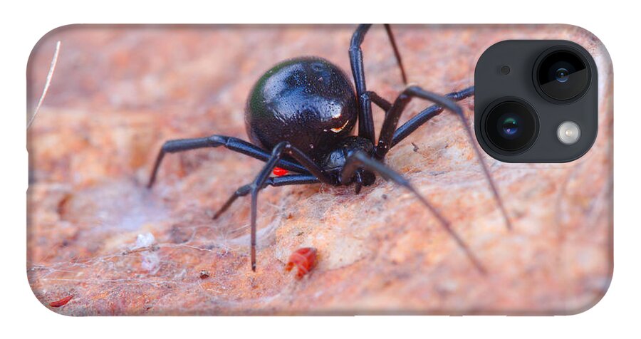 James Smullins iPhone 14 Case featuring the photograph Black widow spider by James Smullins