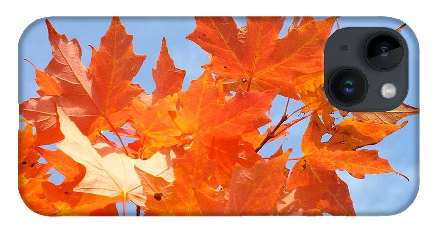 Fall iPhone 14 Case featuring the photograph Blazing Maple by Barbara Von Pagel