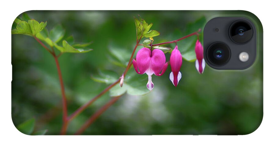  iPhone 14 Case featuring the photograph Bleeding Hearts by Dan Hefle