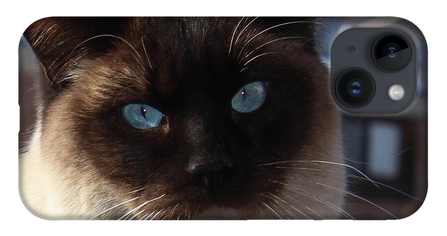 Cats iPhone 14 Case featuring the photograph Blue-Eyed Bonzai by Sandra Dalton