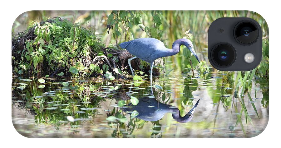 Blue Heron iPhone 14 Case featuring the photograph Blue Heron Fishing in a Pond in Bright Daylight by Artful Imagery