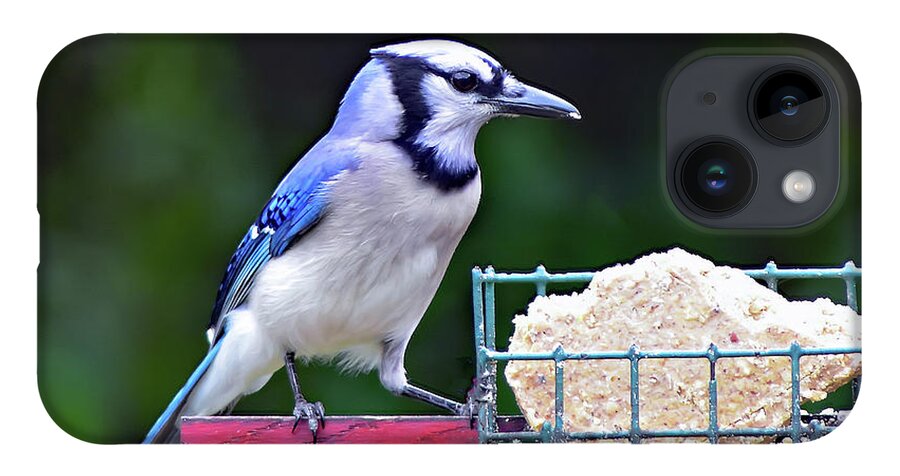 Bird iPhone 14 Case featuring the photograph Blue Jay - Cyanocitta Cristata by DB Hayes