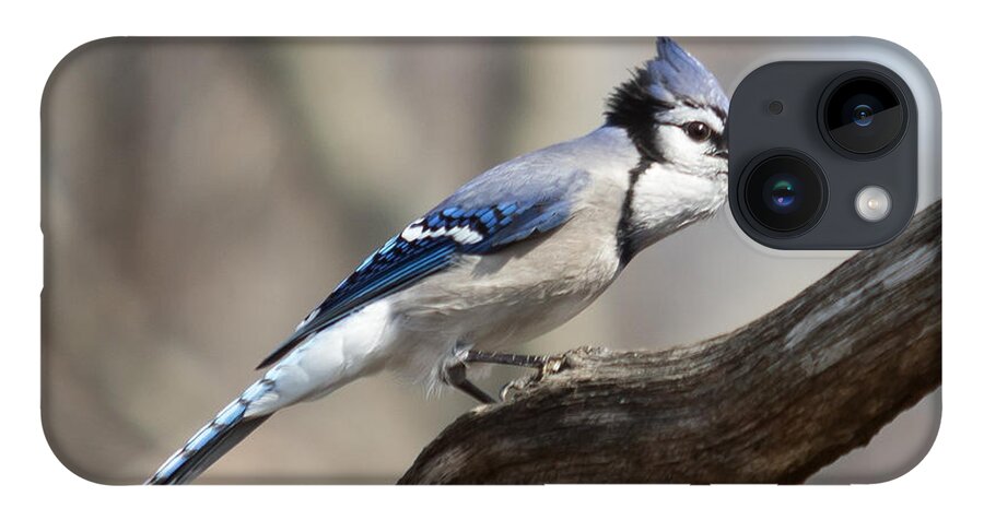 Bird iPhone 14 Case featuring the photograph Blue Jay by Phil Spitze