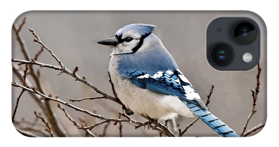 Blue Jay iPhone 14 Case featuring the photograph Blue Jay Way by Lara Ellis