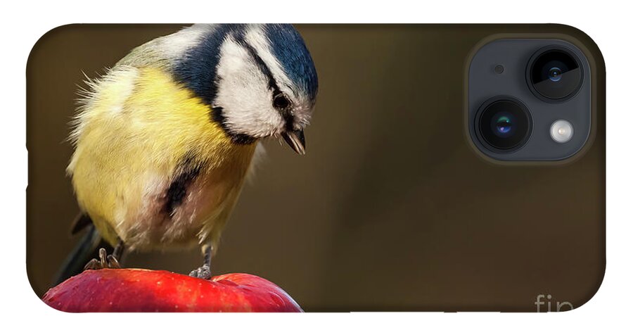 Bird iPhone 14 Case featuring the photograph Blue Tit Cyanistes caeruleus sat on a red apple looking down by Simon Bratt