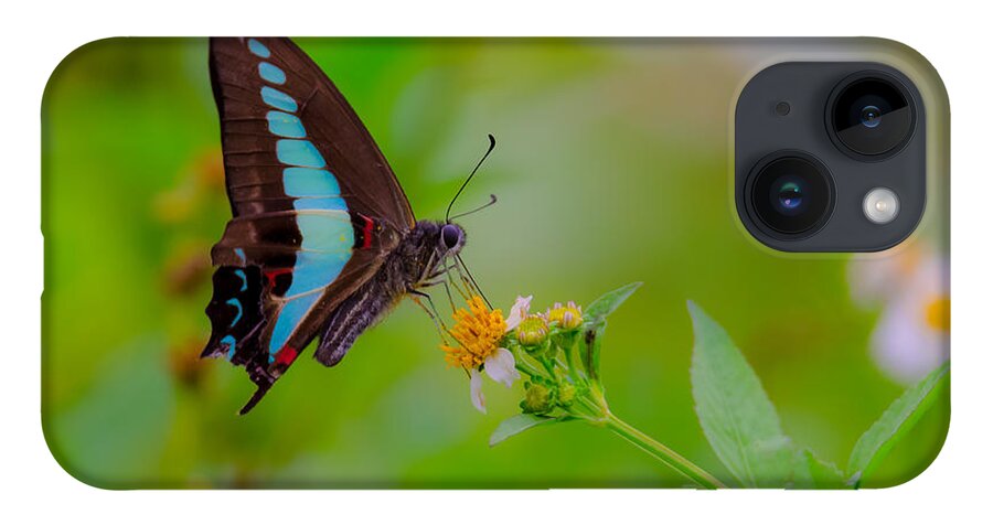 Blue Triangle iPhone 14 Case featuring the photograph Blue Triangle Butterfly on Okuma by Jeff at JSJ Photography
