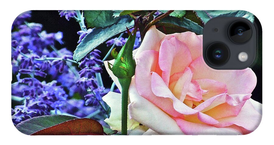 Rose iPhone 14 Case featuring the photograph Blushing Rose by Janis Senungetuk