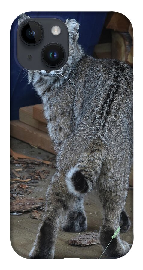 Bobcat iPhone 14 Case featuring the photograph Bobcat by Ben Foster
