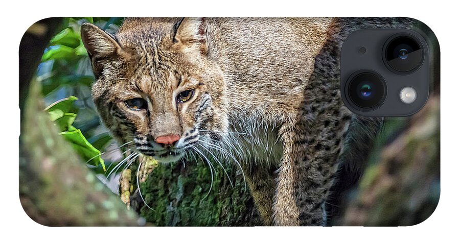 Nature iPhone Case featuring the photograph Bobcat On The Prowl by DB Hayes