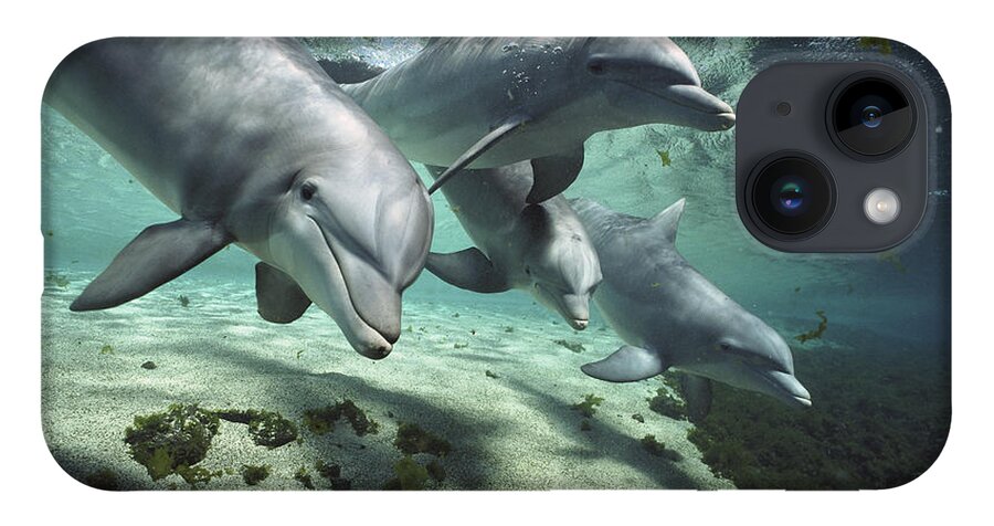 00082400 iPhone 14 Case featuring the photograph Four Bottlenose Dolphins Hawaii by Flip Nicklin