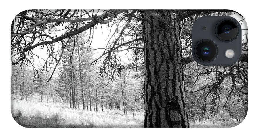 Tree iPhone 14 Case featuring the photograph Branching out too by David Hillier