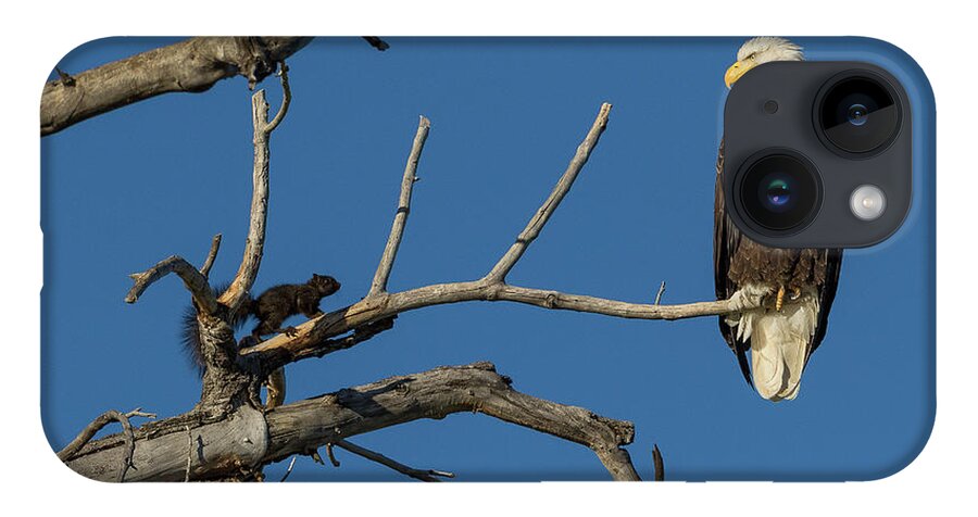 Bald Eagle iPhone 14 Case featuring the photograph Brave Squirrel Confronts a Bald Eagle by Tony Hake