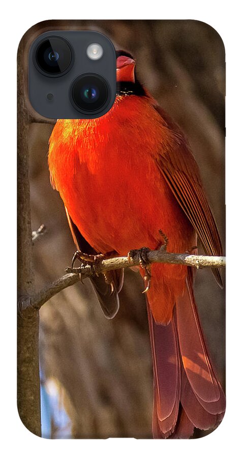 Cardinal iPhone 14 Case featuring the photograph Bright Boy by Rob Davies