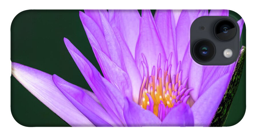 Lily iPhone 14 Case featuring the photograph Bright Purple Water Lily by Artful Imagery