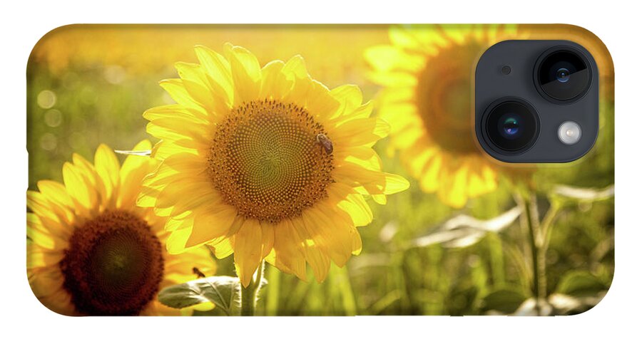 Sunflowers iPhone 14 Case featuring the photograph Bright Sunflower Trio by Eleanor Abramson