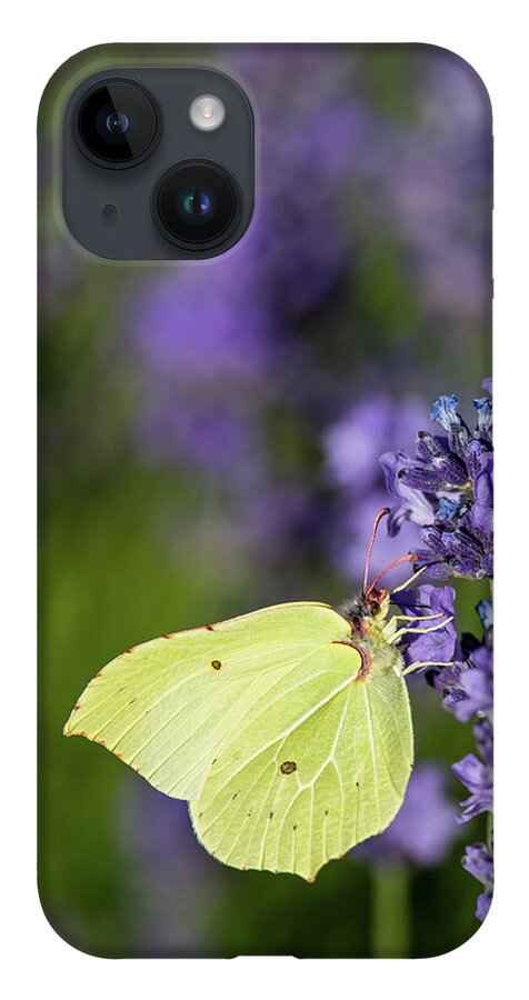 Brimstone iPhone Case featuring the photograph Brimstone butterfly and the lavender by Torbjorn Swenelius