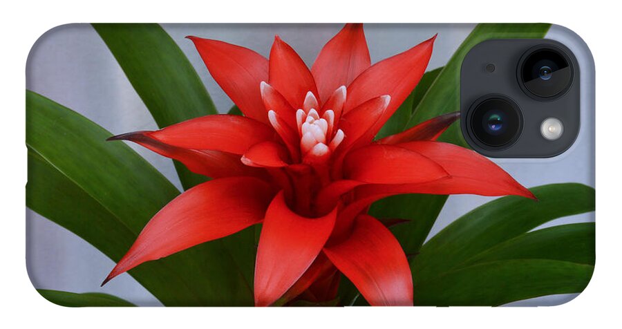 Bromeliad iPhone 14 Case featuring the photograph Bromeliad by Terence Davis