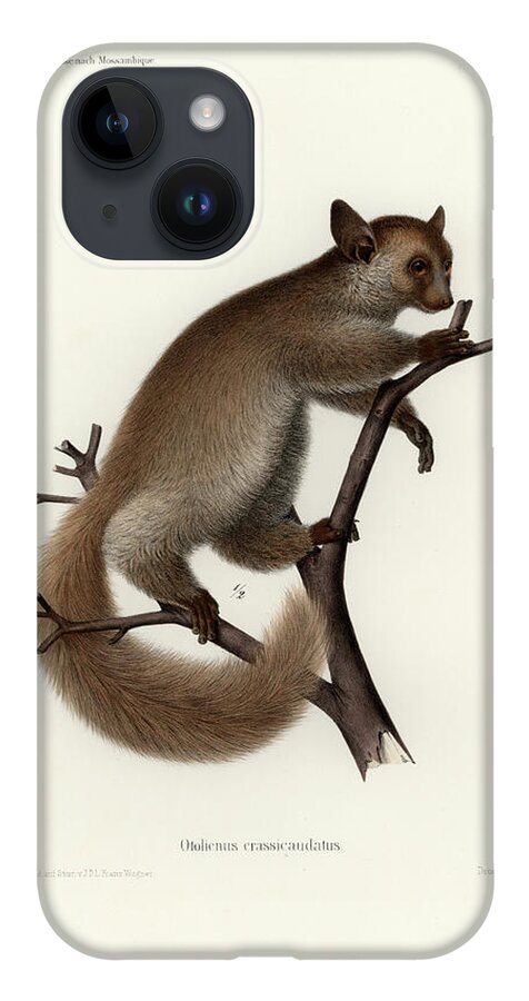 Otolemur Crassicaudatus iPhone 14 Case featuring the drawing Brown Greater Galago or Thick-tailed Bushbaby by Hugo Troschel and J D L Franz Wagner