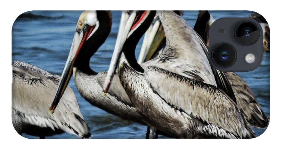 Brown Pelicans iPhone 14 Case featuring the photograph Brown Pelicans preening by Gaelyn Olmsted