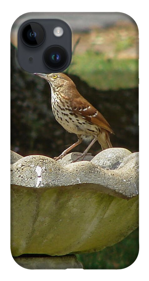 Bird iPhone 14 Case featuring the photograph Brown Thrasher Bath by Carl Moore
