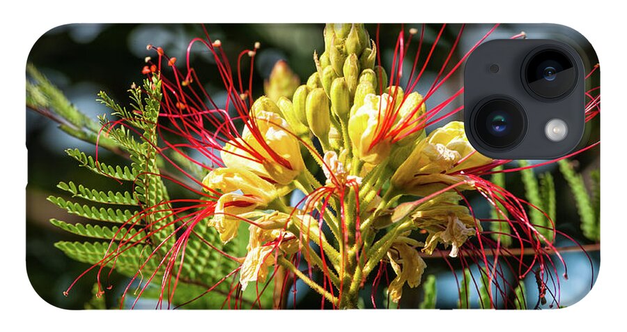 Flower iPhone Case featuring the photograph Burst Of Beauty by Charles McCleanon