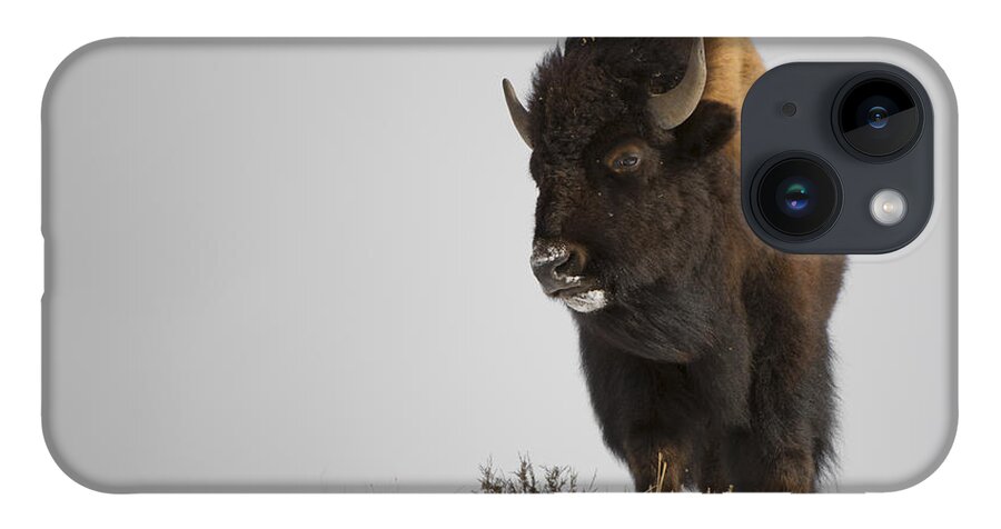 Winter iPhone 14 Case featuring the photograph Buffalo Leader by Bill Cubitt