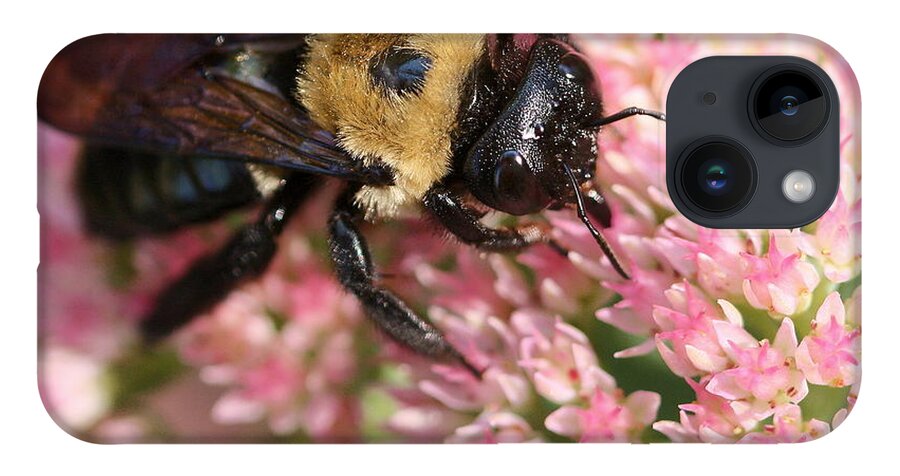 Bee iPhone 14 Case featuring the photograph Bumble Bee Macro by Angela Rath