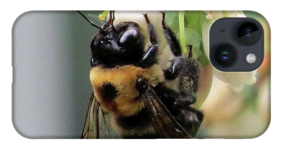 Bees iPhone 14 Case featuring the photograph Busy Bee on Blueberry Blossom by Linda Stern