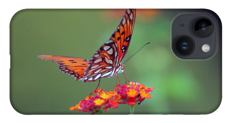 Butterfly iPhone 14 Case featuring the photograph Butterfly Majestic by DB Hayes