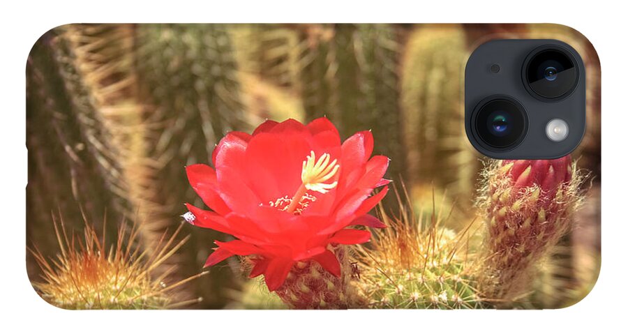 Cactus iPhone 14 Case featuring the photograph Cactus bloom by Darrell Foster