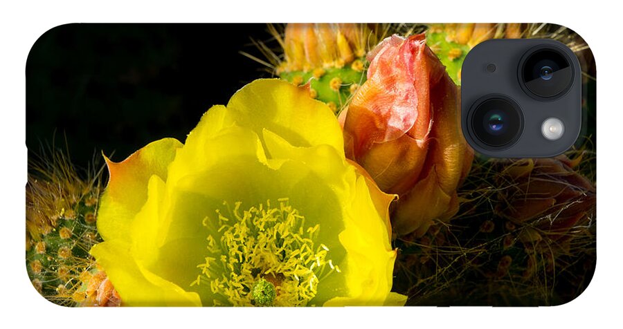 Cactus iPhone 14 Case featuring the photograph Cactus Blossom by Derek Dean