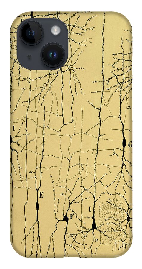 Science iPhone Case featuring the photograph Cajal Drawing of Microscopic Structure of the Brain 1904 by Science Source