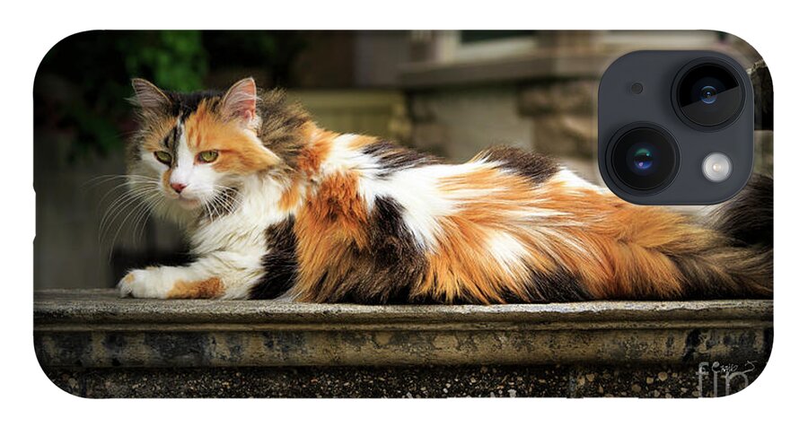 Our Town iPhone 14 Case featuring the photograph Calico Cat by Craig J Satterlee