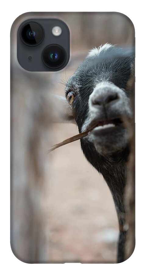 Farm iPhone 14 Case featuring the photograph Can I Play? by Ron Woodbury