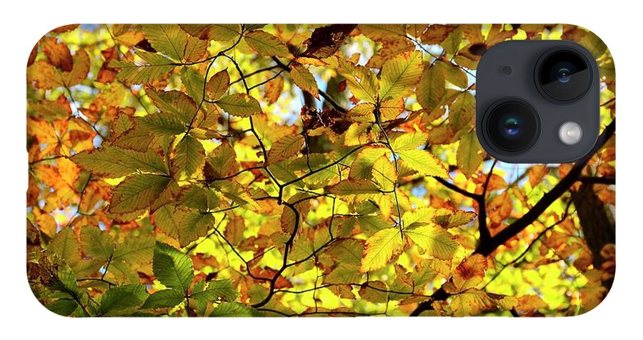 Autumn iPhone 14 Case featuring the photograph Canopy of Autumn Leaves by Angie Tirado