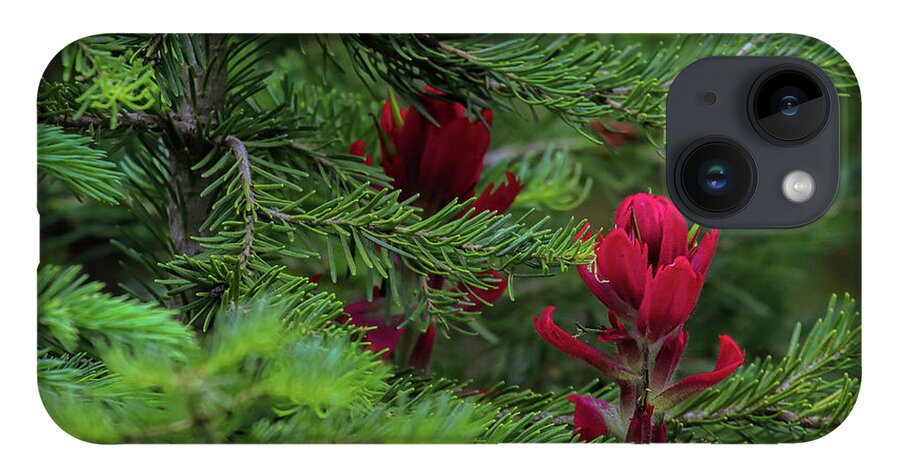 Red Flower iPhone 14 Case featuring the photograph Cardinal Rules by Jim Garrison