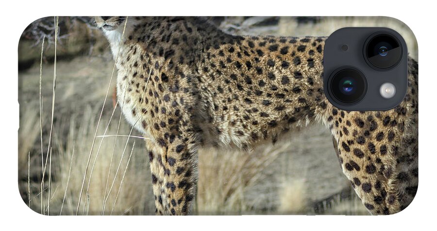 Animal Ark iPhone 14 Case featuring the photograph Cheetah by Rick Mosher
