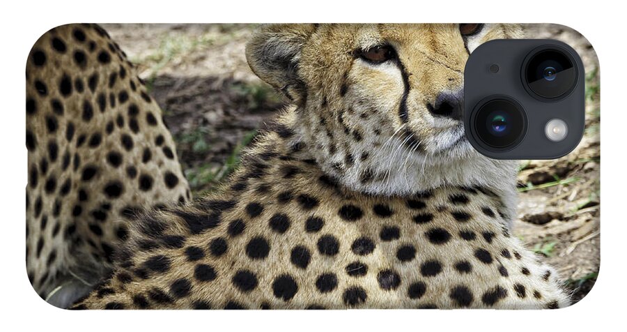 Africa iPhone 14 Case featuring the photograph Cheetahs Resting by Perla Copernik