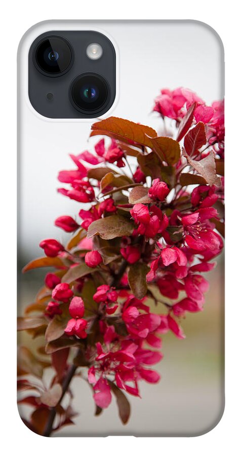 Bellingham iPhone 14 Case featuring the photograph Cherry Blossoms by Judy Wright Lott