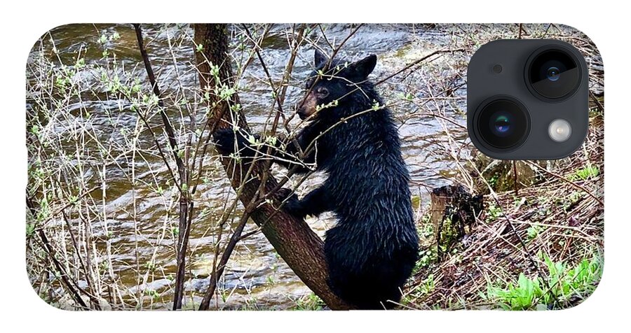 Bear iPhone 14 Case featuring the photograph Cherry River Black Bear by Chris Berrier