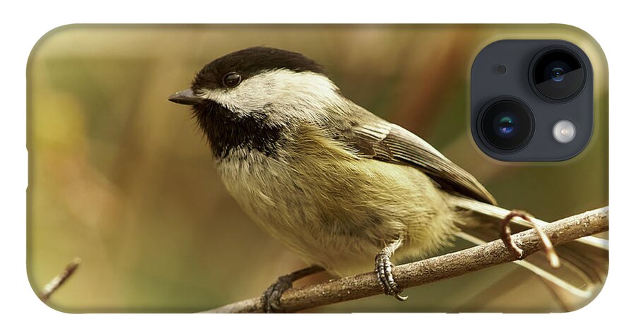 Bird iPhone 14 Case featuring the photograph Chickadee by Loni Collins