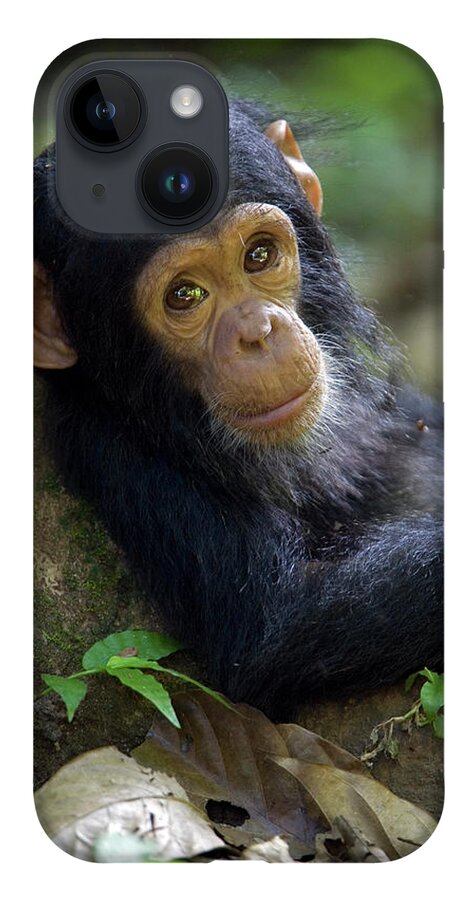 Mp iPhone 14 Case featuring the photograph Chimpanzee Pan Troglodytes Baby Leaning by Ingo Arndt