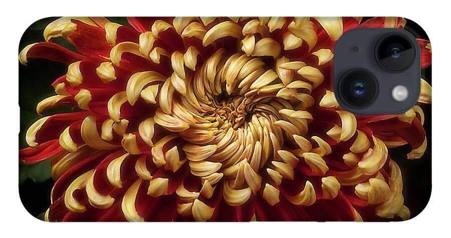 Flower iPhone 14 Case featuring the photograph Chrysanthemum 'St Tropez' by Ann Jacobson